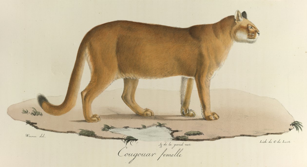 Cougar, en kvinnelig cougar, fra 