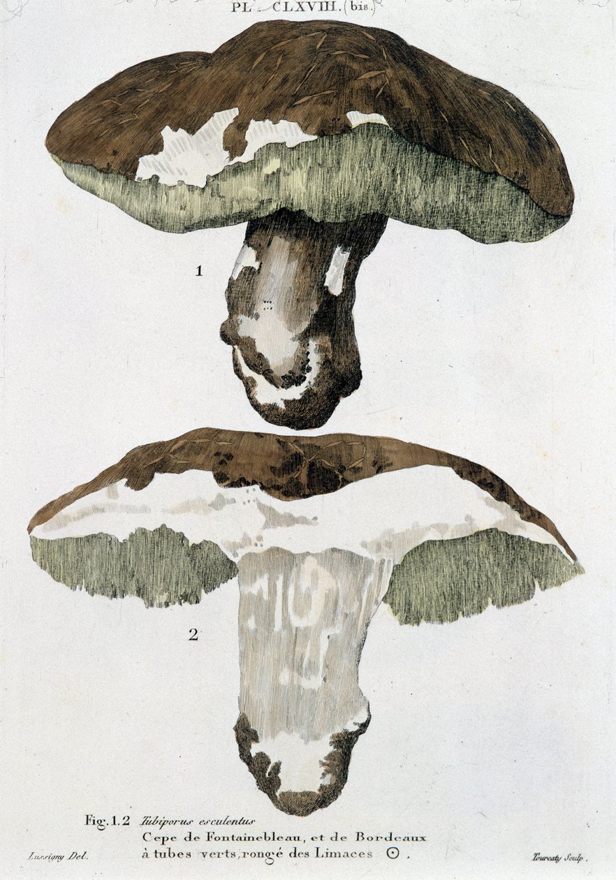 Boletus fra Fontainebleau og Bordeaux - i "Treatise des champignon"" av Jean Jacques Paulet av French School
