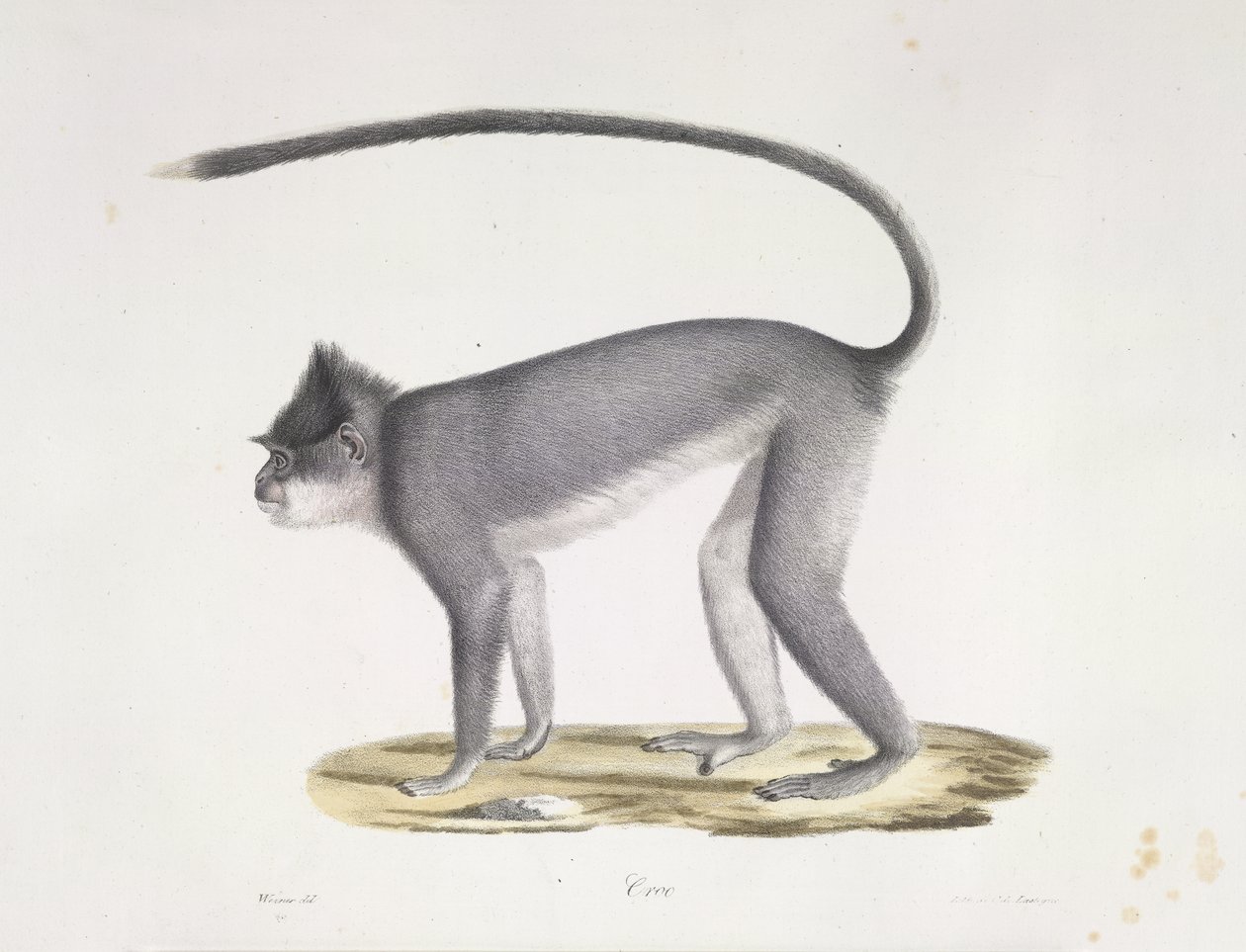 Croo. En ape, fra Natural History of Mammals (farge litho) av French School