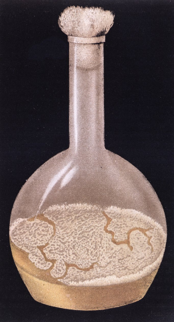 Kultur av menneskelig tuberkulose, fra La Tuberculose et son Bacile av Isidore Strauss (1845-96) 1895 av French School