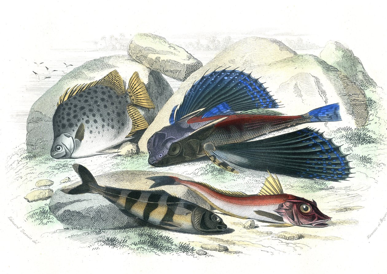 Dactyloptere pirapede (Dactylopterus pirapeda) flyvefisk, Chetodon argus (scatophagus argus), centronote pilote (echeneis naucrate), Trigle Lyre (Genicanthus Melanospilos) - Plate hentet fra Histoire Naturelle av Bernard Germain de Lacepede (1856-1956-1956 av French School