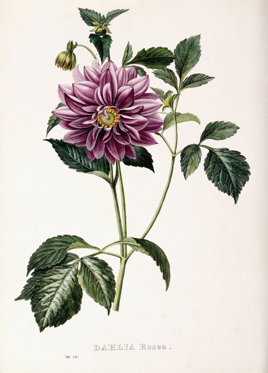 Dahlia Rosea, 1715 av French School
