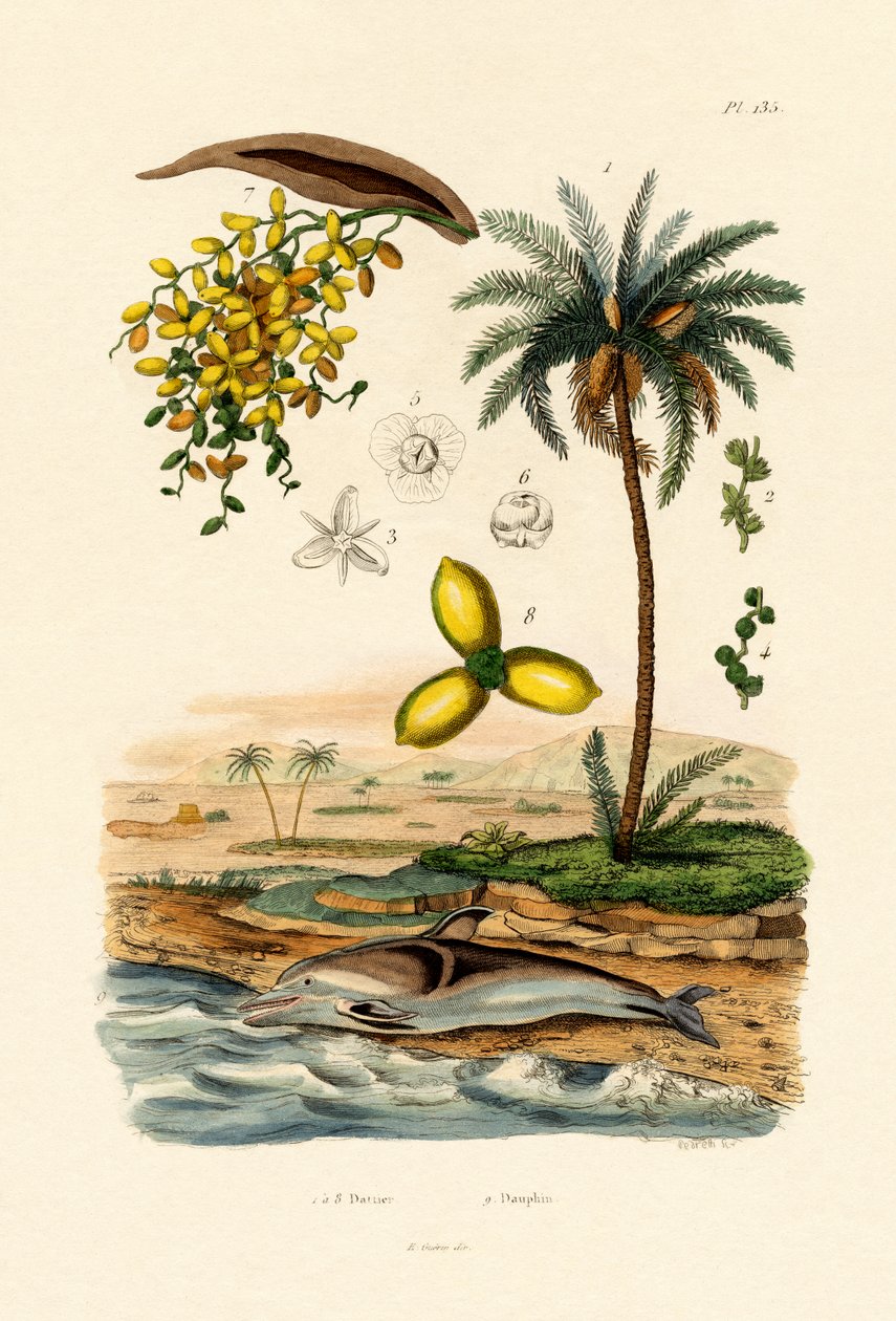 Dadelpalme, 1833-39 av French School