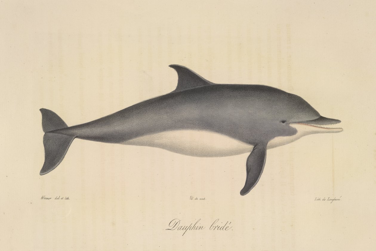 Bridled Dolphin, fra Natural History of Pattedyr (farge litho) av French School