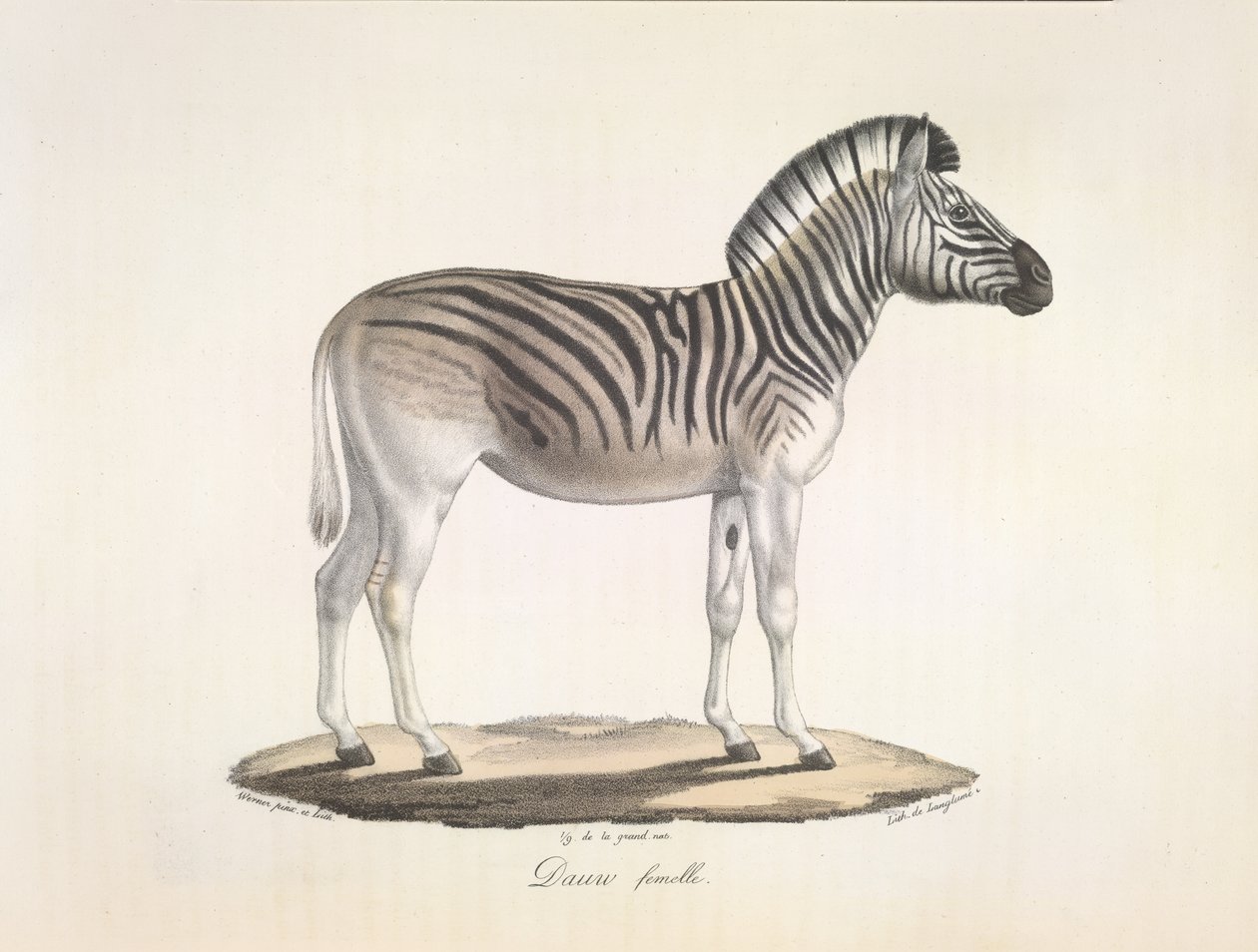 Dauw kvinne. Den stripete kvaggaen, eller Burchells sebra, fra Sør-Afrika (Asinus Burchellii), fra Natural History of Mammals (litho-farge) av French School