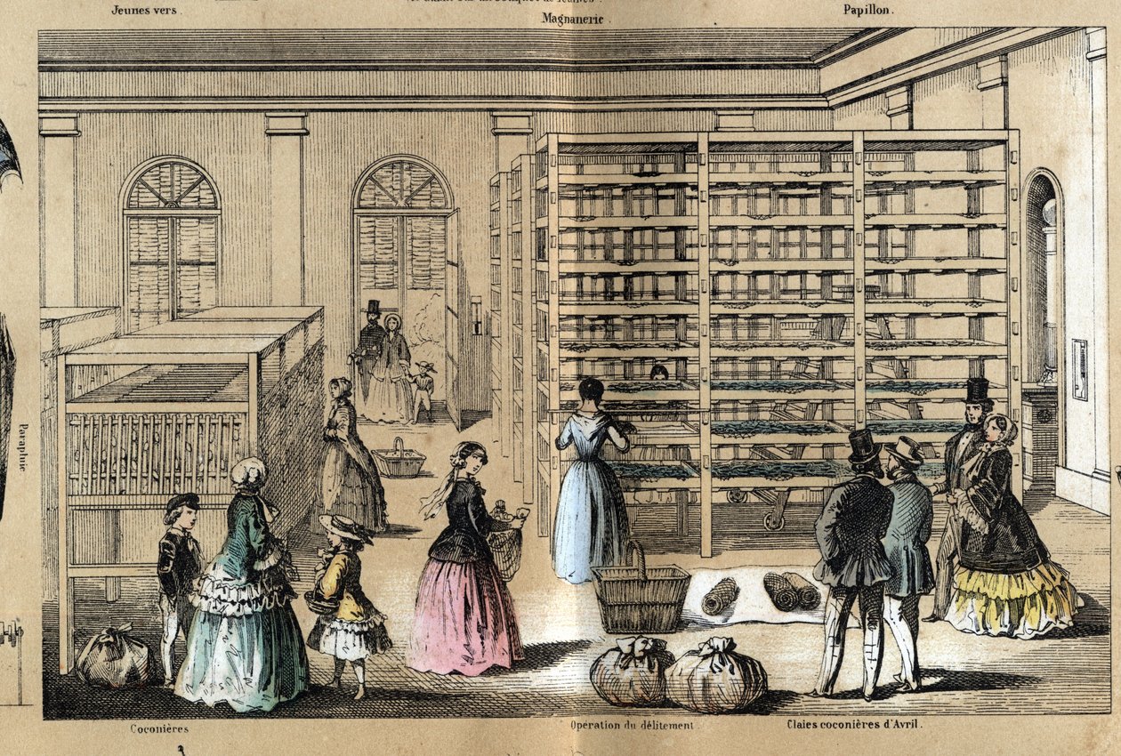 Beskrivelse av kultur og silkeprodukter: i sentrum Magneriet med de ulike stadiene av sericiculture. Tallerken "" la soie"" i "" les Recreations instructives"" Synoptisk maleri av Jules DELBRUCK, gravering fra 1860.  av French School