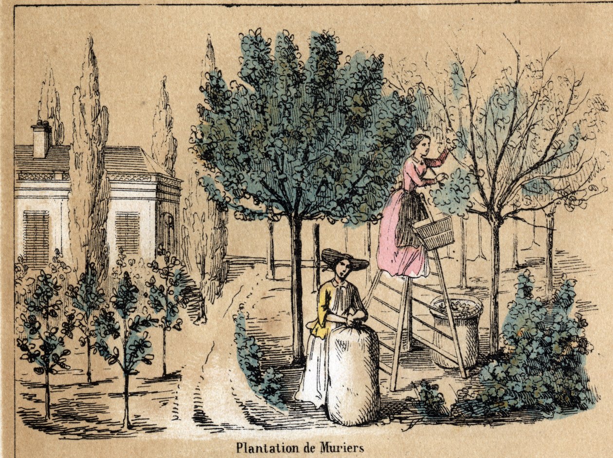 Description of the crop and silk products: planting muriers. Plate “” la soie”” in “” les Recreations instructives”” Synoptique painting by Jules DELBRUCK, engraving from 1860. Private collection. av French School