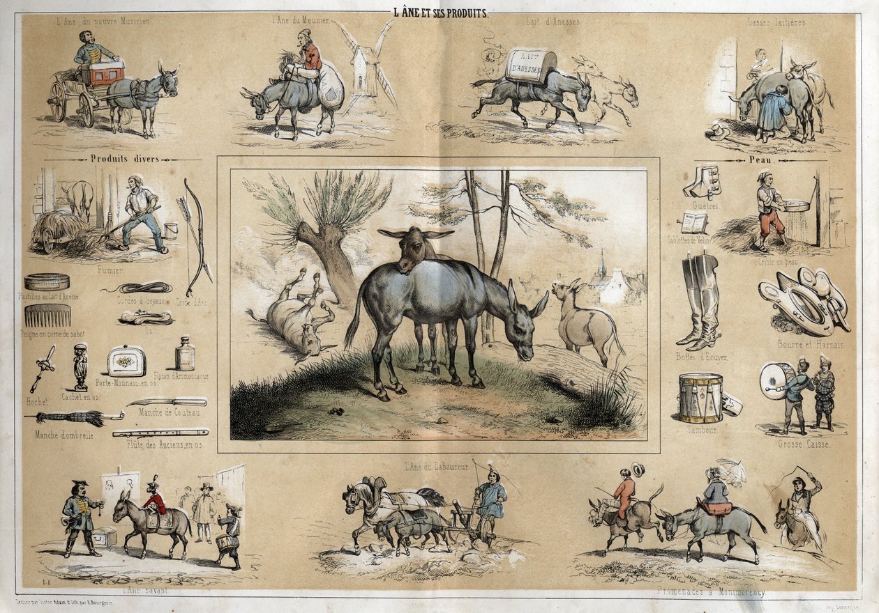 Description of the different products and uses of donkey: the animal helps the work of the miller, the travelling musician, the plougher, the circus artists. On the other hand, danesse
