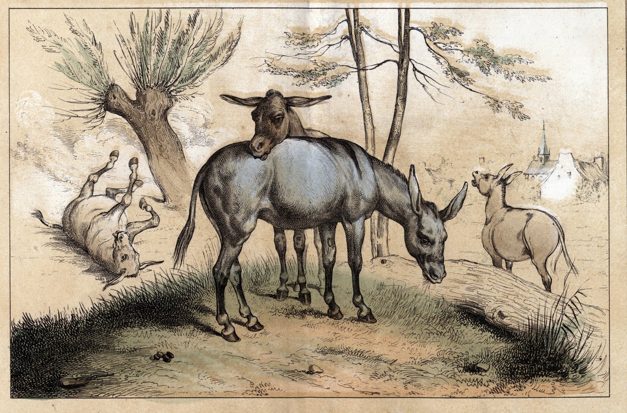 Beskrivelse av de forskjellige produktene og bruksområdene til esel: to esler i ett. Detalj av tavlen "" Eselet og dets produkter"" i "" Les Recreations instructives"" Synoptisk maleri av Jules DELBRUCK, gravering fra 1860. Privat samling. av French School