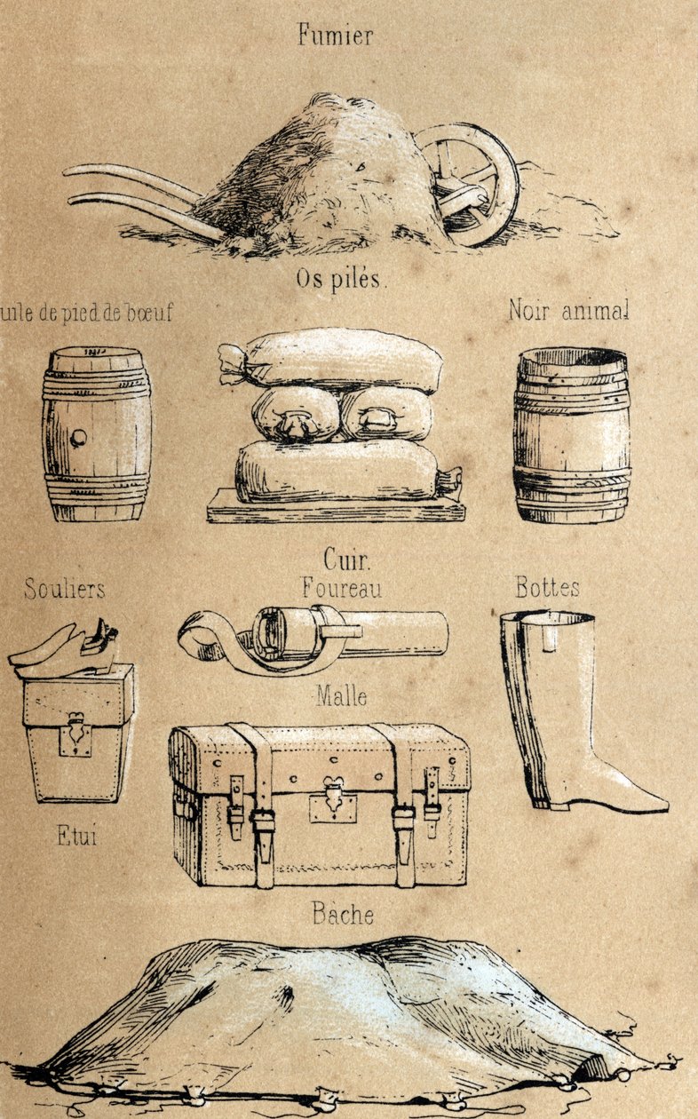 Beskrivelse av de ulike produktene og bruksområdene til ku: alle slags gjenstander laget av ku (fotolje av okse, lærgjenstander, gjødsel). Plate "" La coache et ses produits"" i "" les Recreations instructives"" Synoptisk maleri av Jules DELBRUCK, graverin av French School