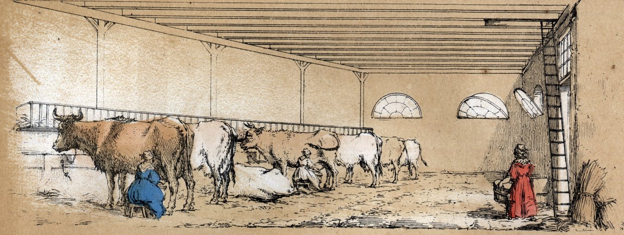 Beskrivelse av de ulike produktene og bruksområdene til kua: melking og produksjon av kumelk, sett fra en stall. Plate “” La coache et ses produits”” i “” les Recreations instructives”” Synoptisk maleri av Jules DELBRUCK, gravering fra 1860. Privat av French School