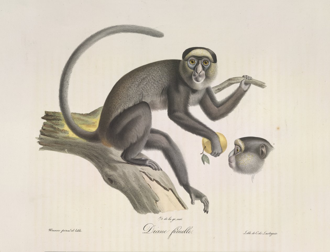 Diana, en kvinnelig ape, fra Natural History of Mammals (farge litho) av French School