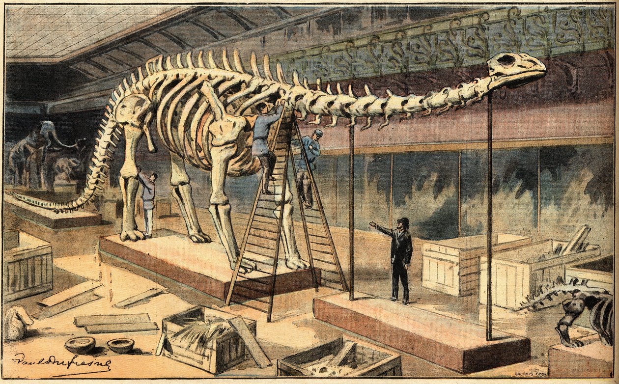 Diplodocus-fossil ved naturhistorisk museum i Paris. Gravering fra avisen "Le Petit Parisien" av French School