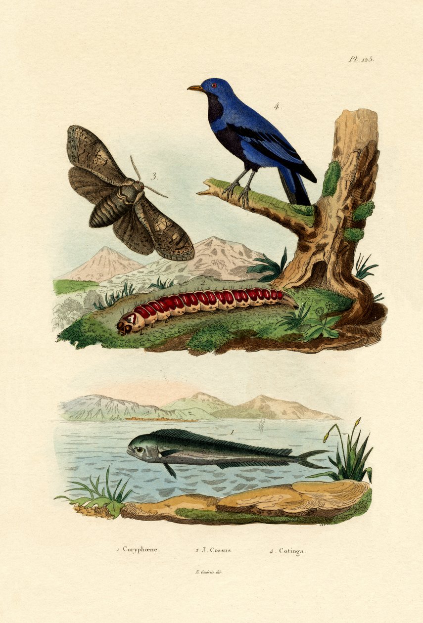 Delfinfisk, 1833-39 av French School