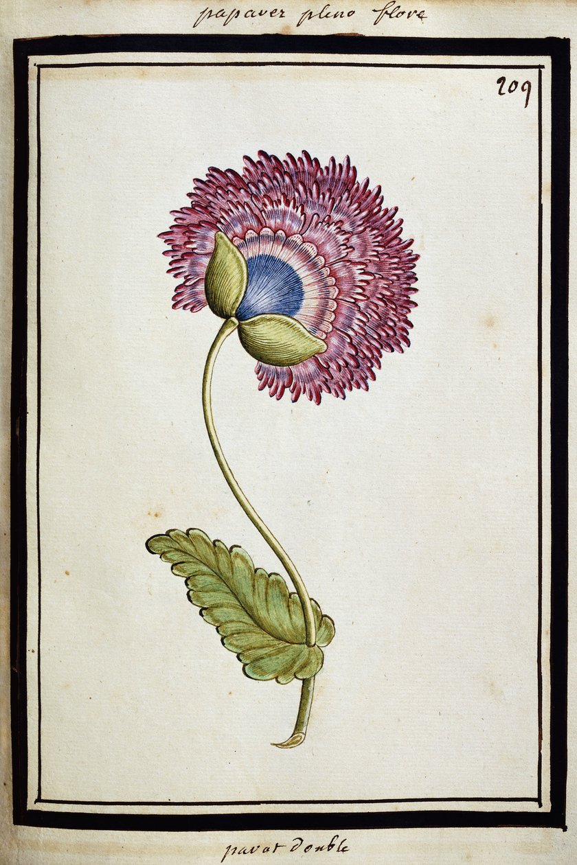 Dobbel valmue, ca. 1700 av French School