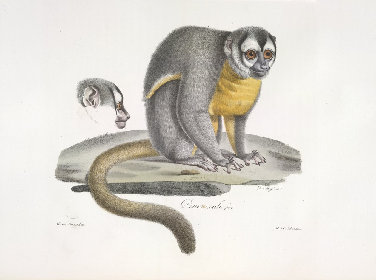 Douroucouli eller nattape - Aotus trivirgatus, fra Natural History of Mammals (farge litho) av French School