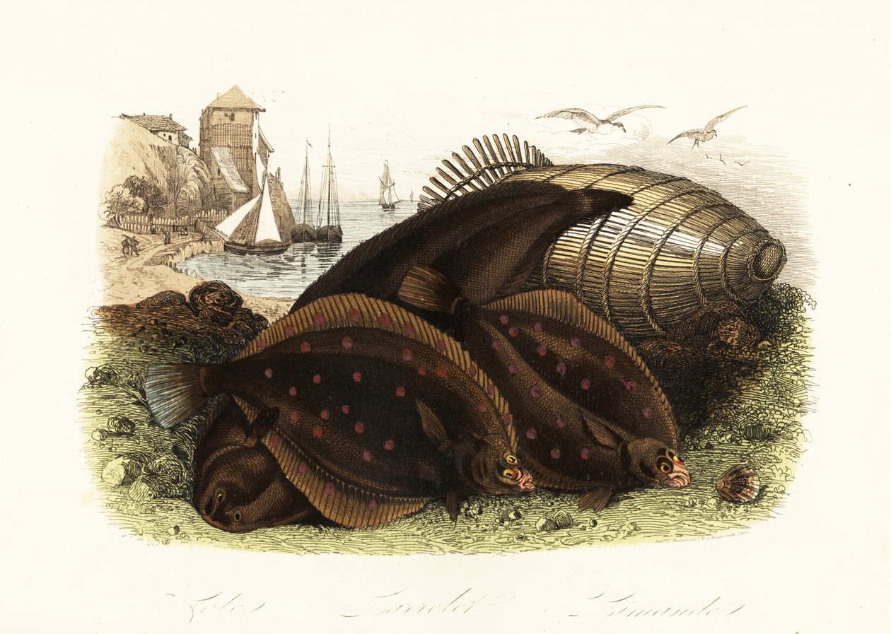 Doversåle, Solea solea, europeisk rødspette, Pleuronectes platessa og vanlig dab, Limanda limanda, på en strand med en fiskefelle, fiskebåter i bakgrunnen av French School