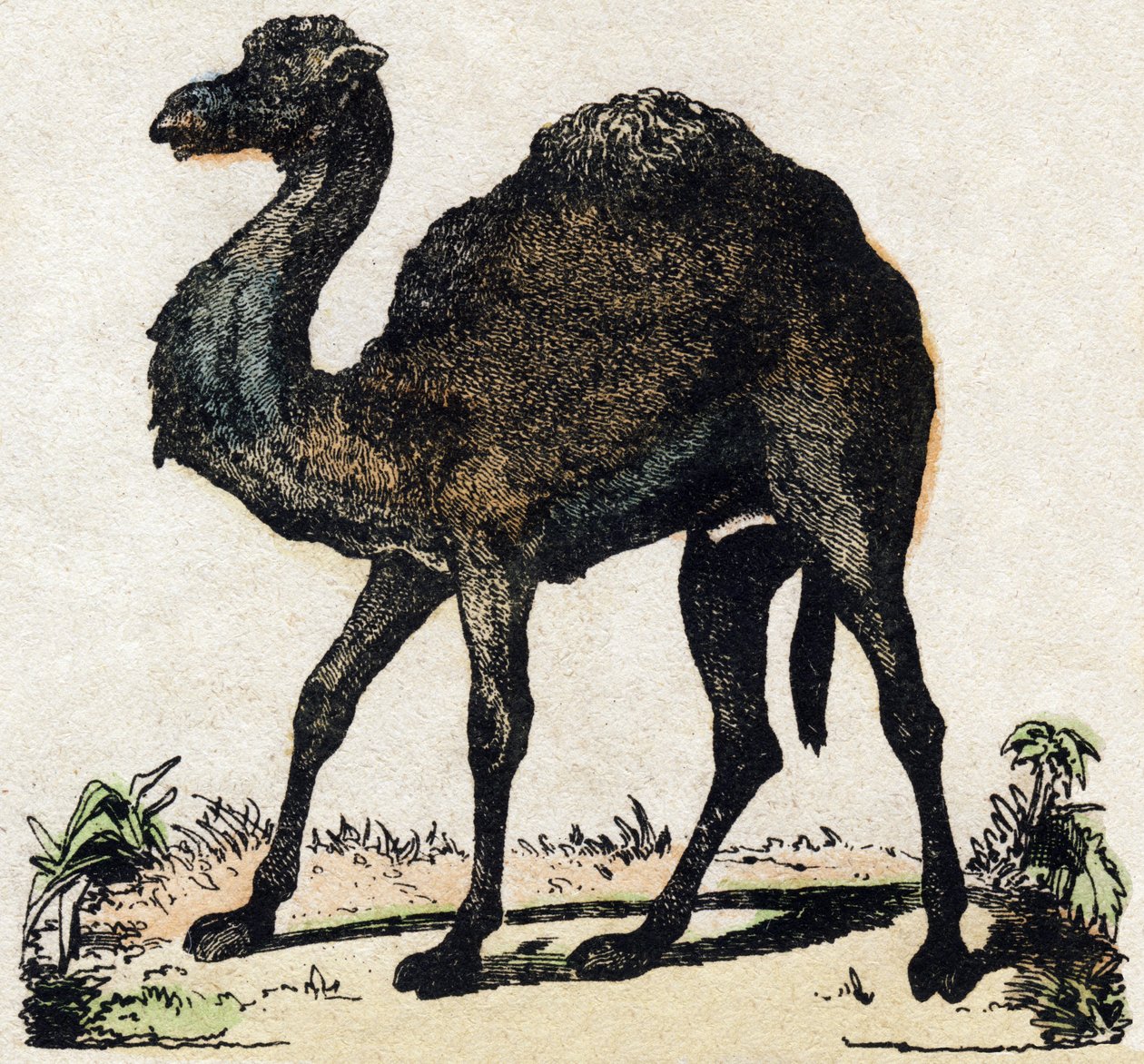 Dromedar. Gravering i "" Alphabet des animaux sauvages"". 9. serie. Bilder av Epinal, Pellerin, trykkeri-utgiver, ca. 1870. Graveringer på tre, stensilert. 16 sider. Mål: 20 x 15 cm. Privat samling av French School