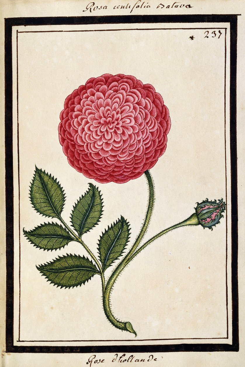 Dutch Rose, ca. 1700 (akvarelltegning, innrammet i svart) av French School