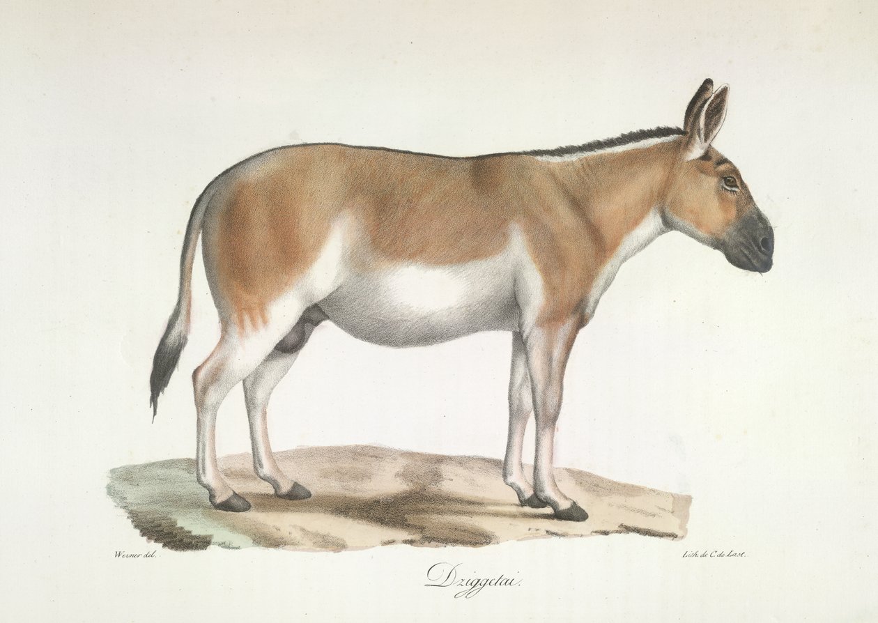 Dziggetai, fra Natural History of Pattedyr (farge litho) av French School