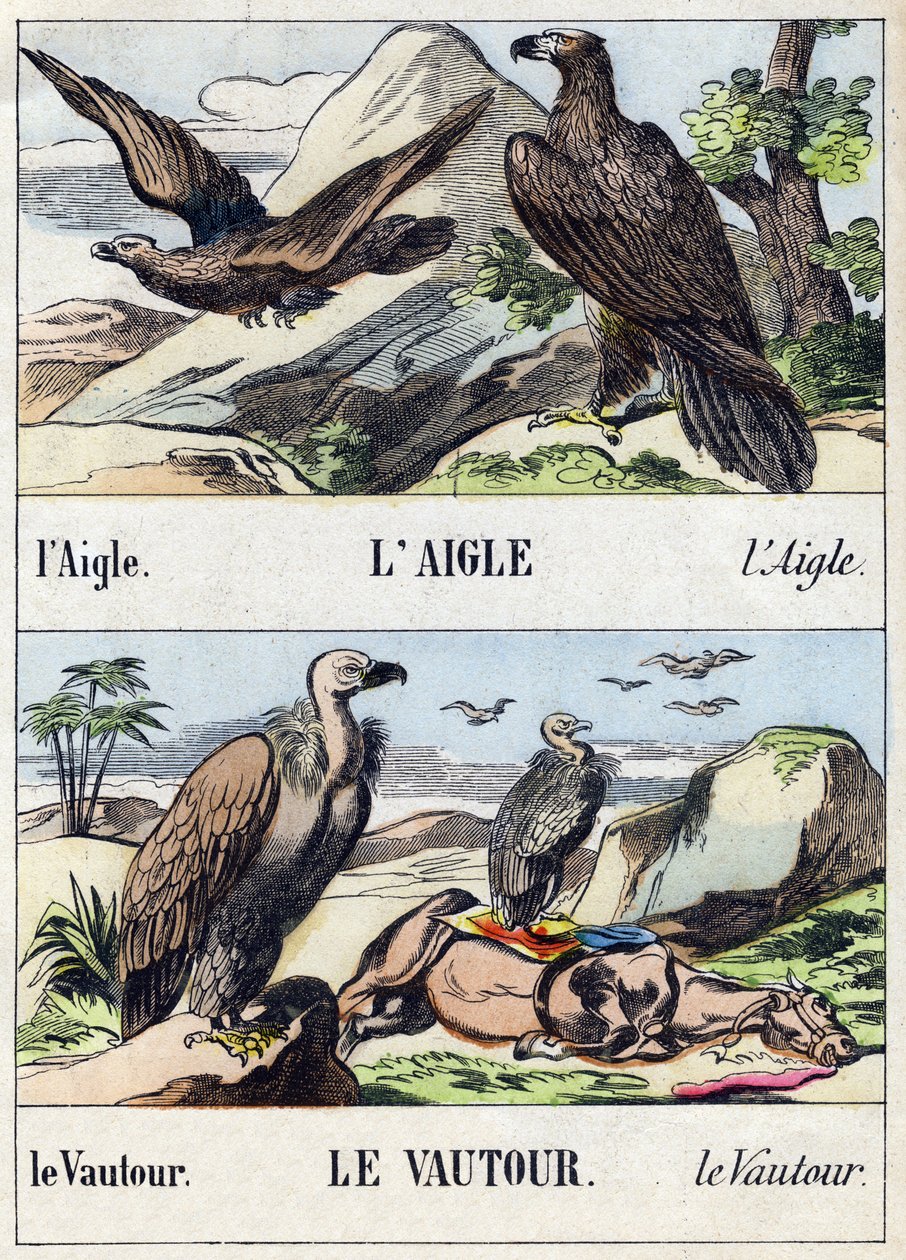 Ørn og gribb. Gravering i "Buffon Alphabet des Oiseaux n 1". 3. Serie N 1. Avbildning av Epinal, Epinal, sent på 1800-tallet. 16 sider. Mål: 28x21cm av French School