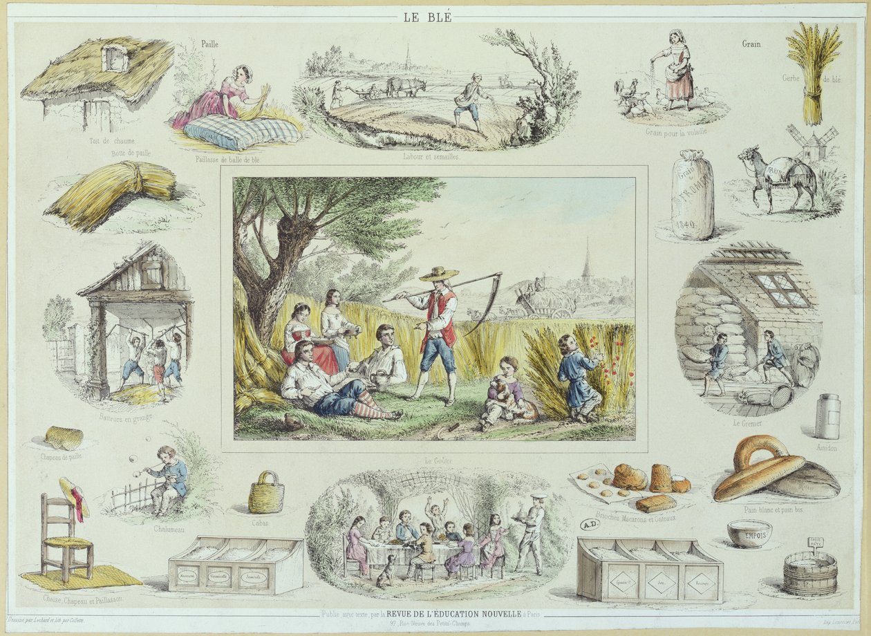 Pedagogisk illustrasjon av mais, ca. 1860-70 (fargegravering) av French School