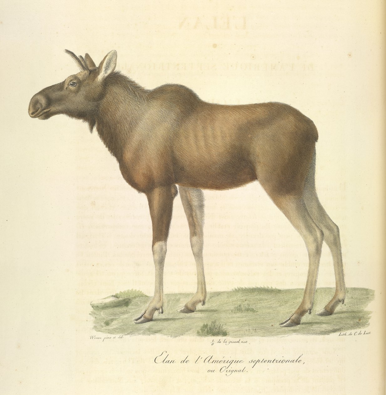Elg fra Nord-Amerika, fra Natural History of Mammals (farge litho) av French School