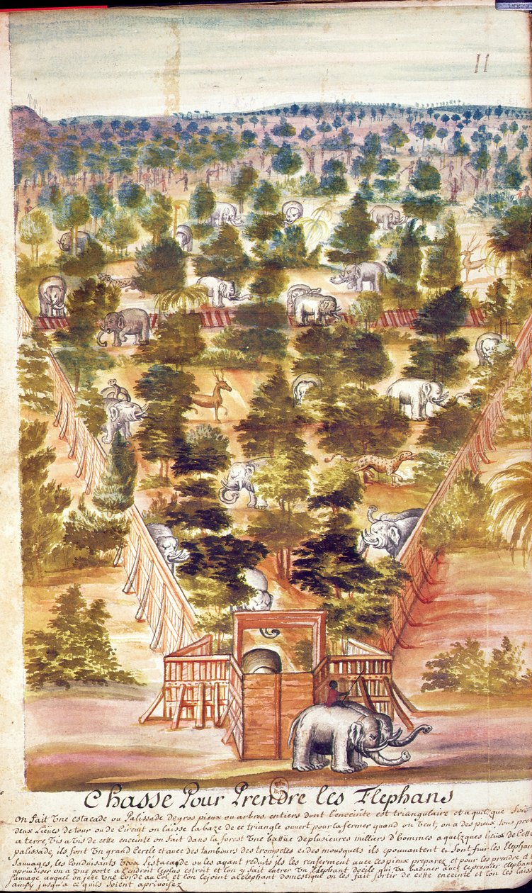 Elefantjakt i Siam, fra en beretning om jesuittene i Siam, 1688 (wc på papir) av French School