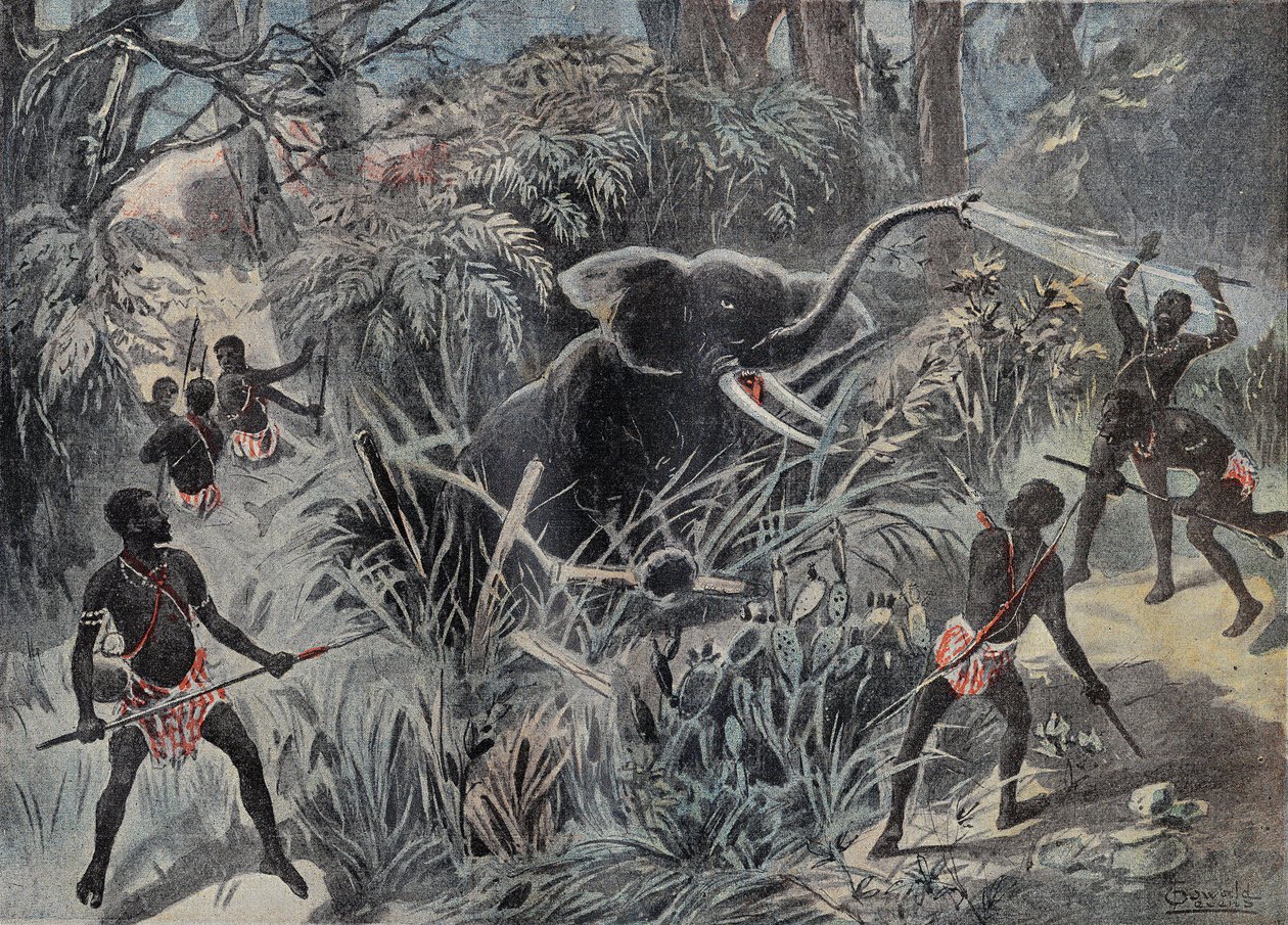 Elefantjakt i Afrika. Elefanten faller ned i en grop før den blir ferdig med piler. Gravering i "" Le Pelerin"" 22/01/1899. av French School