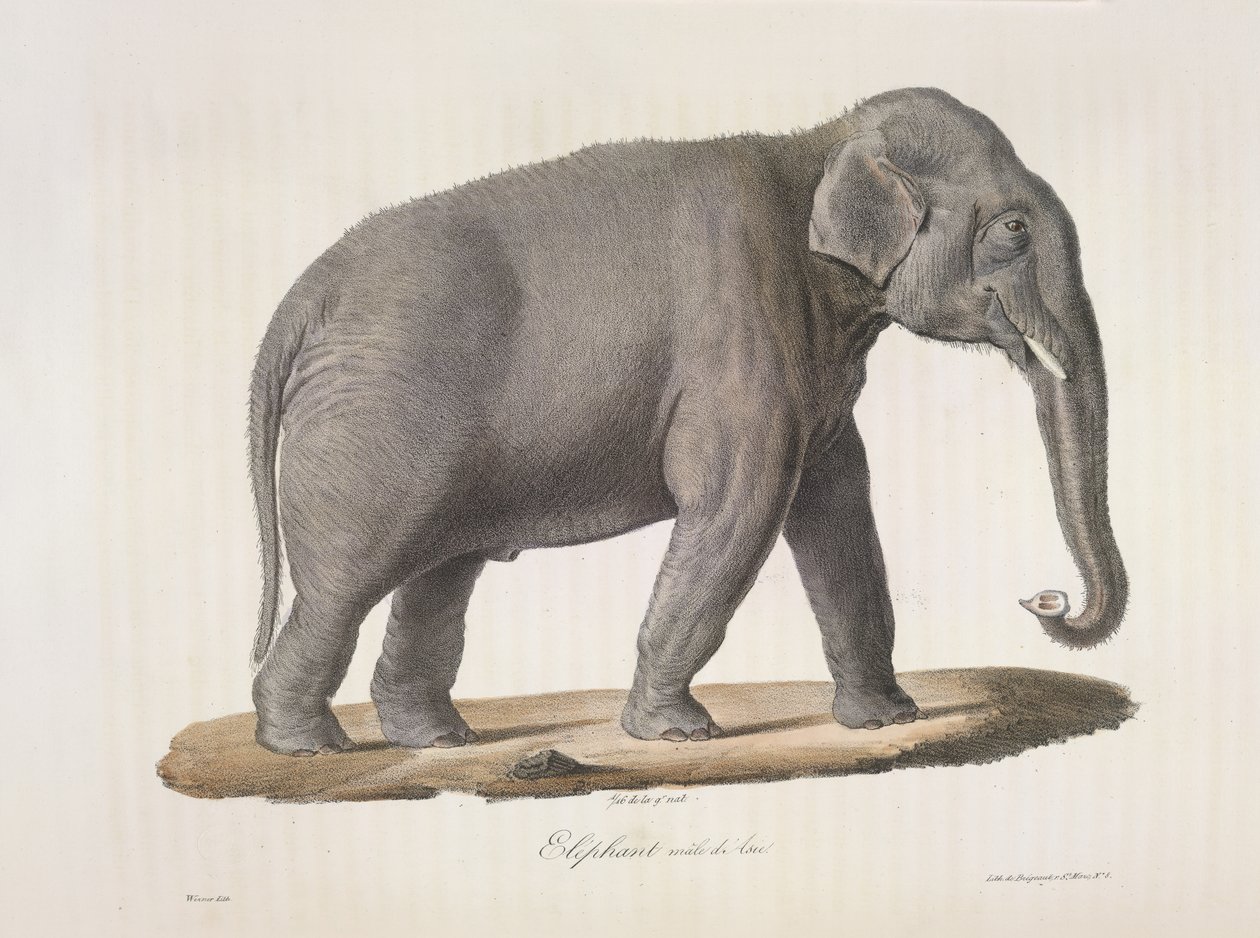 Asiatisk elefant, fra Natural History of Mammals (farge litho) av French School