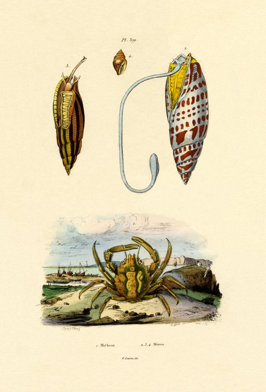 Smaragdkrabbe, 1833-39 av French School