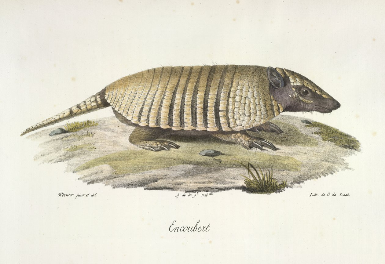 Encoubert, Armadillo, fra Natural History of Pattedyr (farge litho) av French School