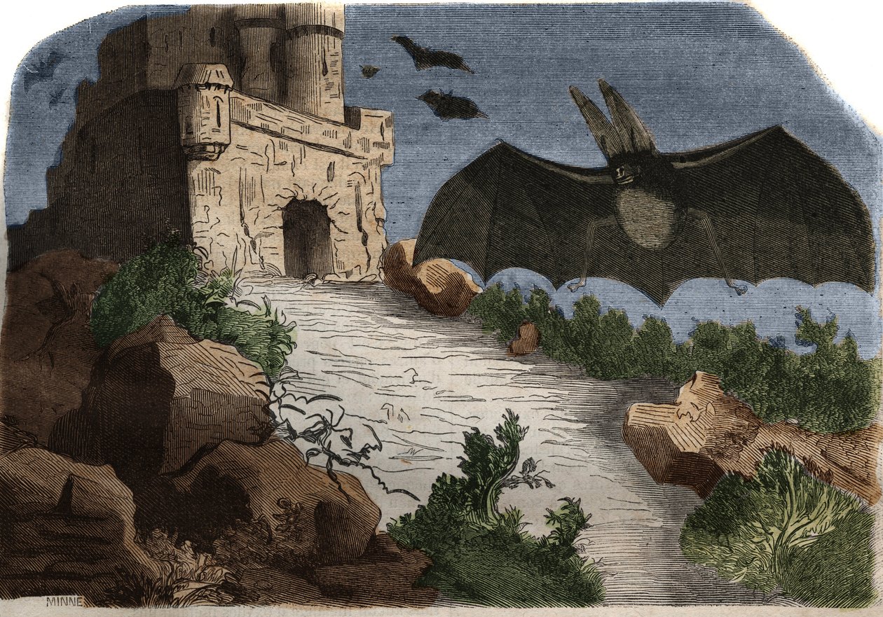Gravering fra 1858 i «Musée des Sciences» av French School