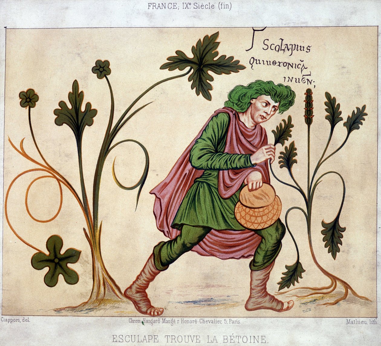 Esculapus finner betoneum (medisinplante) av French School