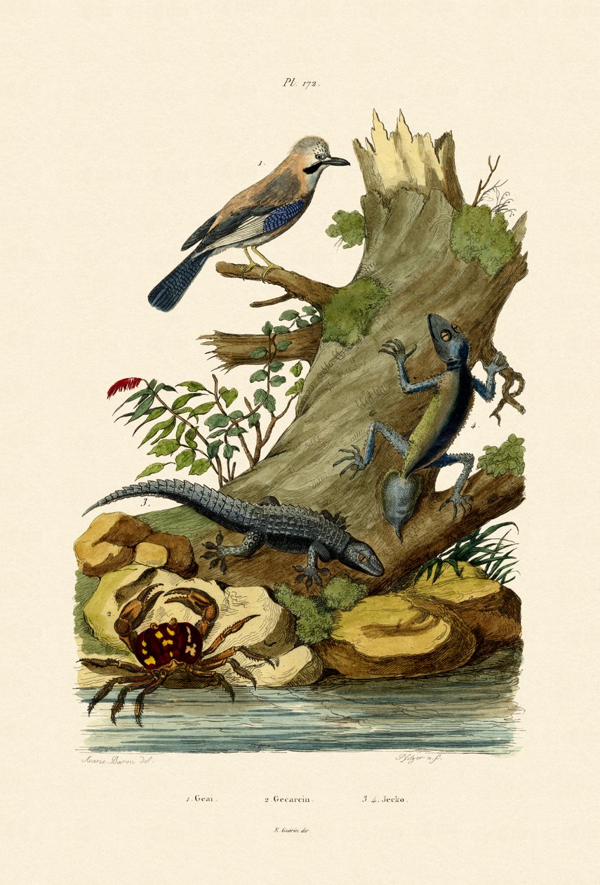 Eurasian Jay, 1833-39 av French School