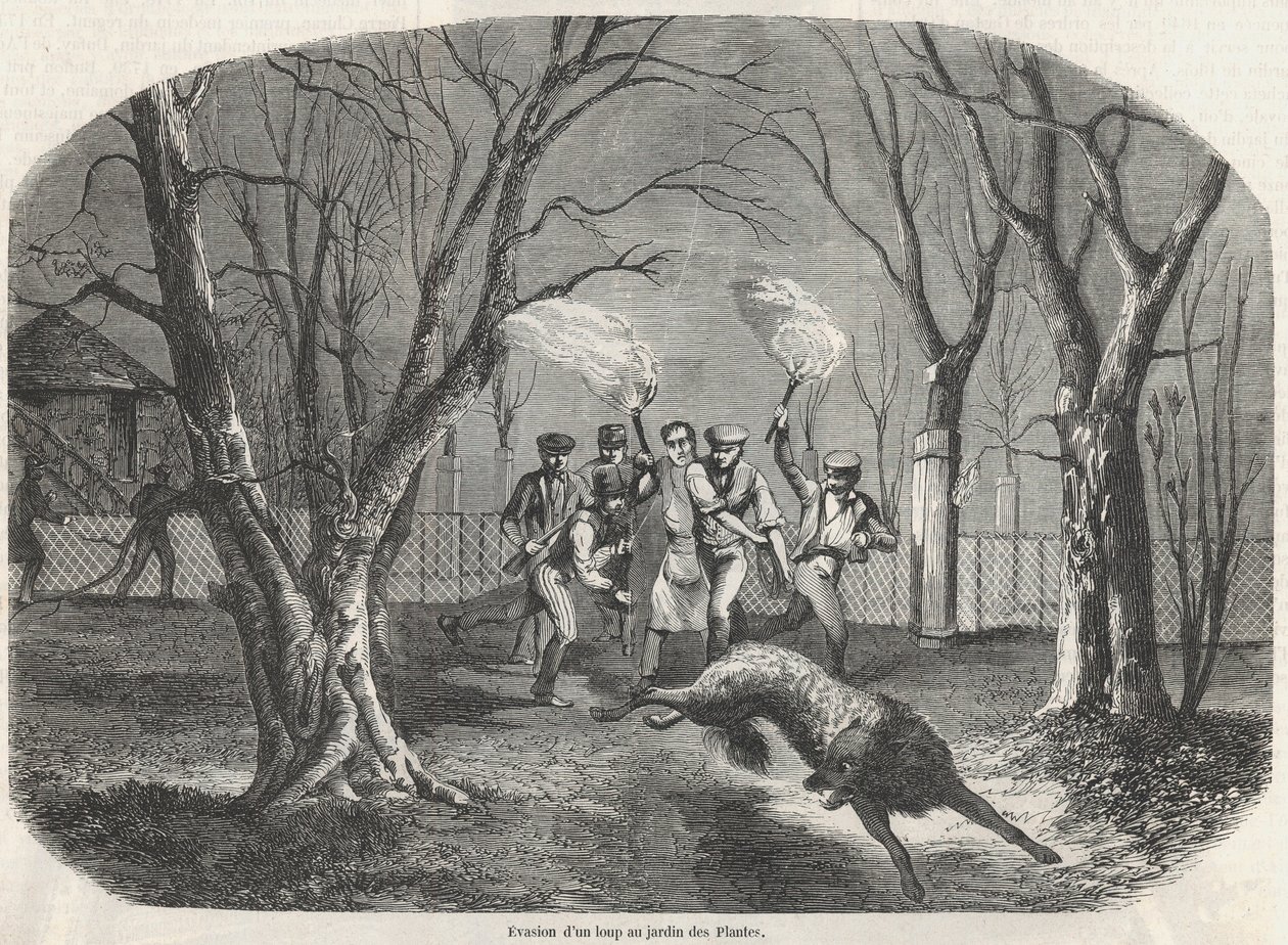 Unngåelse av en ulv ved Jardin des Plantes i Paris - Gravering i "Tableau-de-Paris" av Edmond Texier 1852 av French School