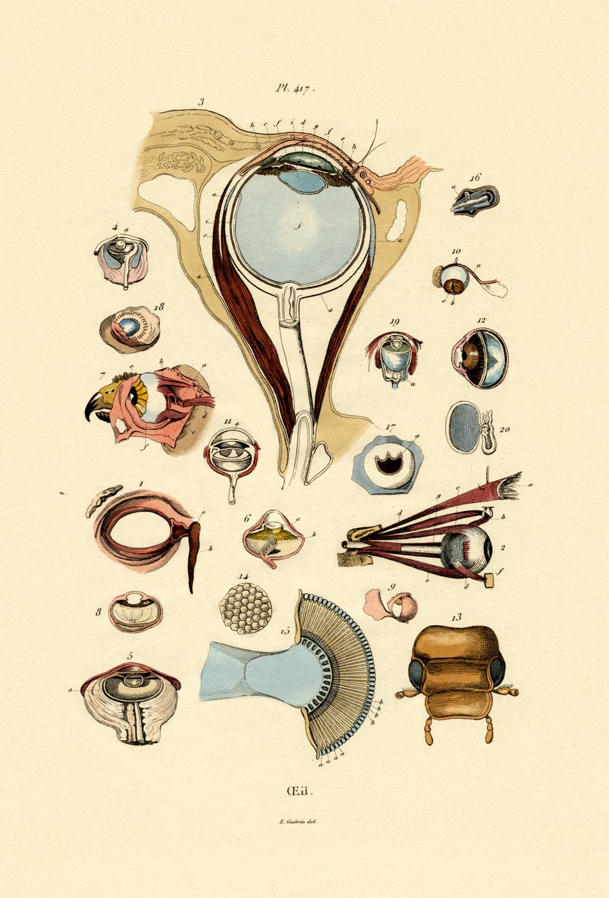 Øyne, 1833-39 av French School