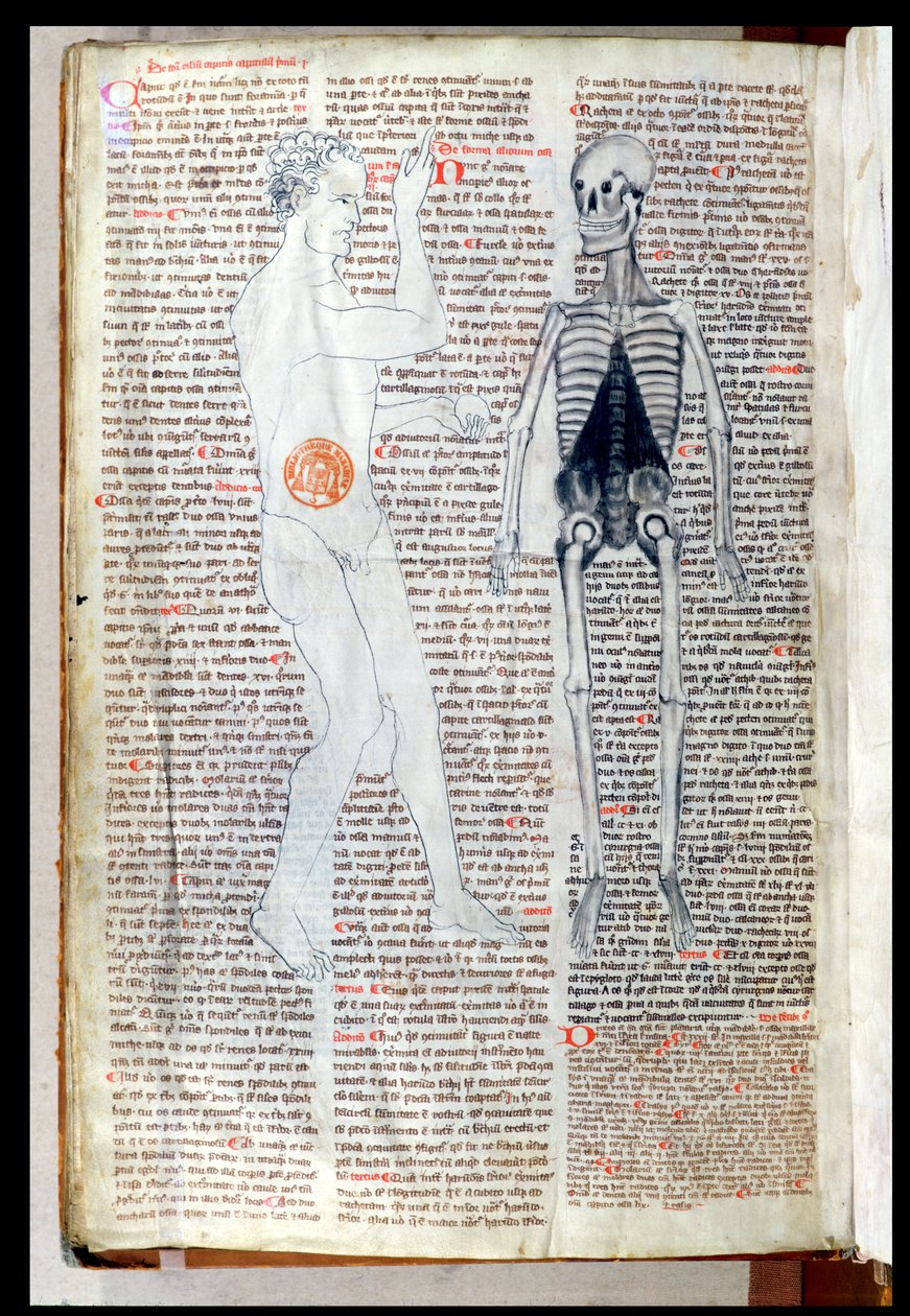 F.116v A Man and a Skeleton, fra en medisinsk avhandling av Abul Qasim Khalaf ibn al-Abbas al-Zahrawi (Abulcasis) (936-1013) oversatt av Gerard de Cremone (1114-87) av French School