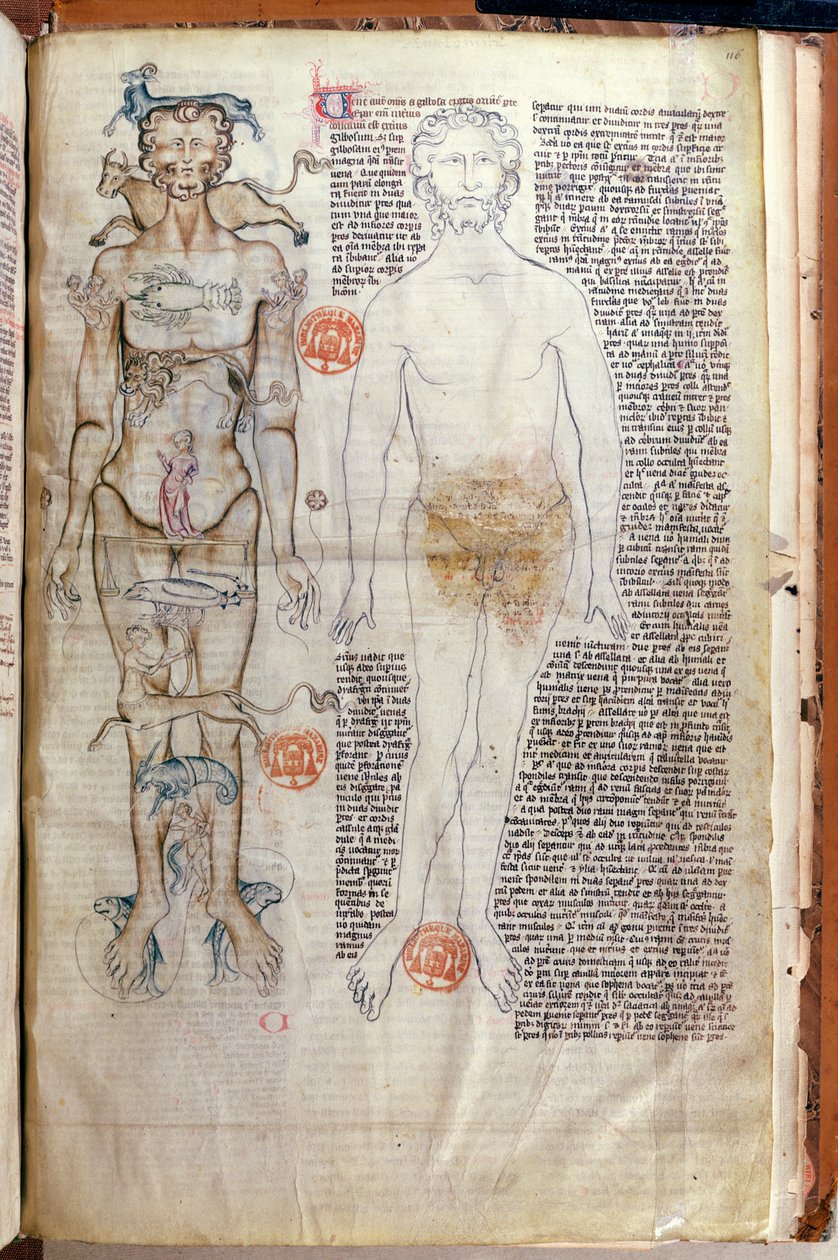 F.116v Forholdet mellom menneskekroppen og dyrekretsens tegn, fra en medisinsk avhandling av Abul Qasim Khalaf ibn al-Abbas al-Zahrawi (Abulcasis) (936-1013) oversatt av Gerard de Cremone av French School