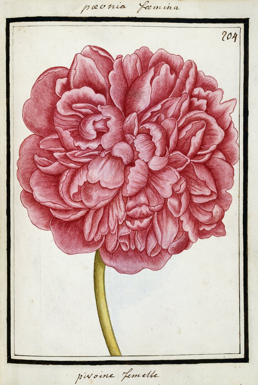 Kvinnelig Peon, ca.1700 av French School