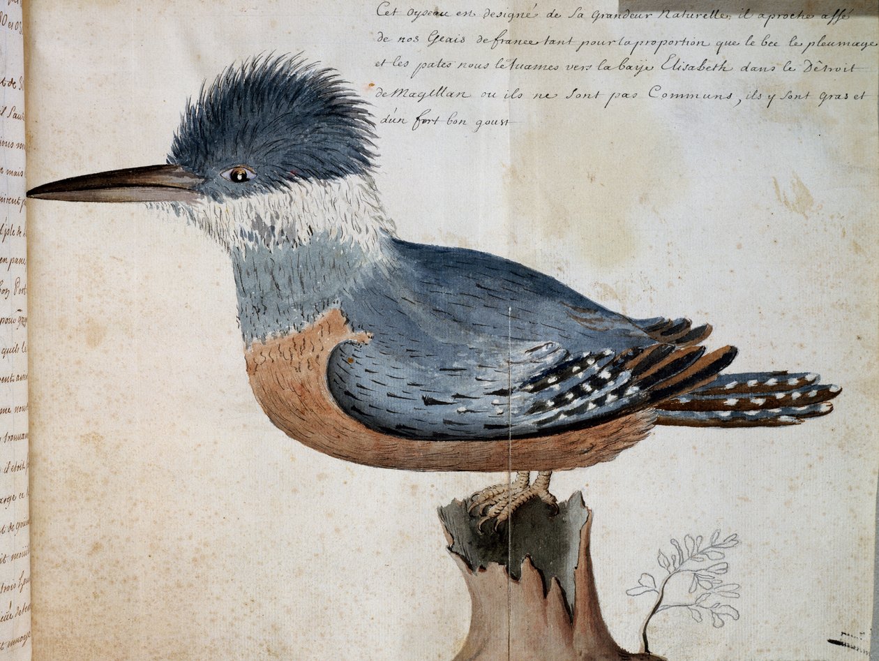 Kvinne av Ringed Kingfisher (Megaceryle torquata), Elizabeth Bay, Magellanstredet, akvarell fra Voyage of Mr De Beauchesne, kaptein for Compagnie royale de la Mer du Sud, fra 1698 til 1701, Frankrike av French School