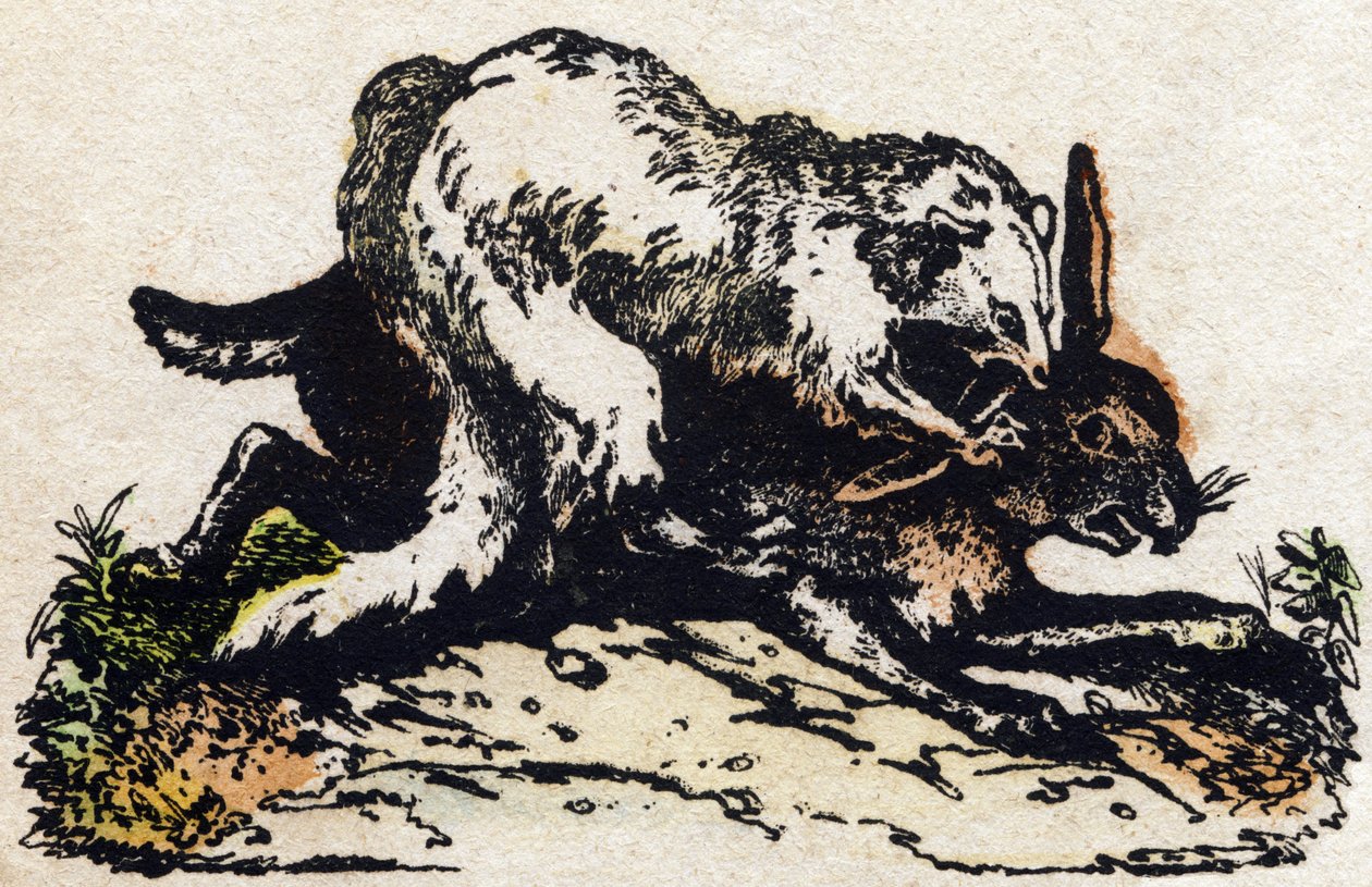 Ilder. Gravering i "" Alphabet des animaux sauvages"". 9. serie. Bilder av Epinal, Pellerin, trykkeri-utgiver, ca. 1870. Graveringer på tre, stensilert. 16 sider. Mål: 20 x 15 cm. Privat samling av French School