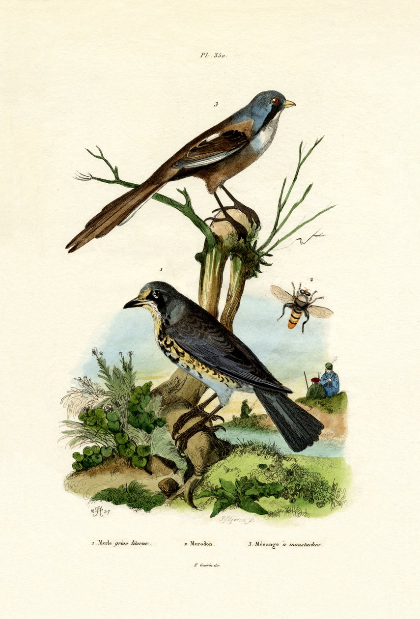 Feltfart, 1833-39 av French School