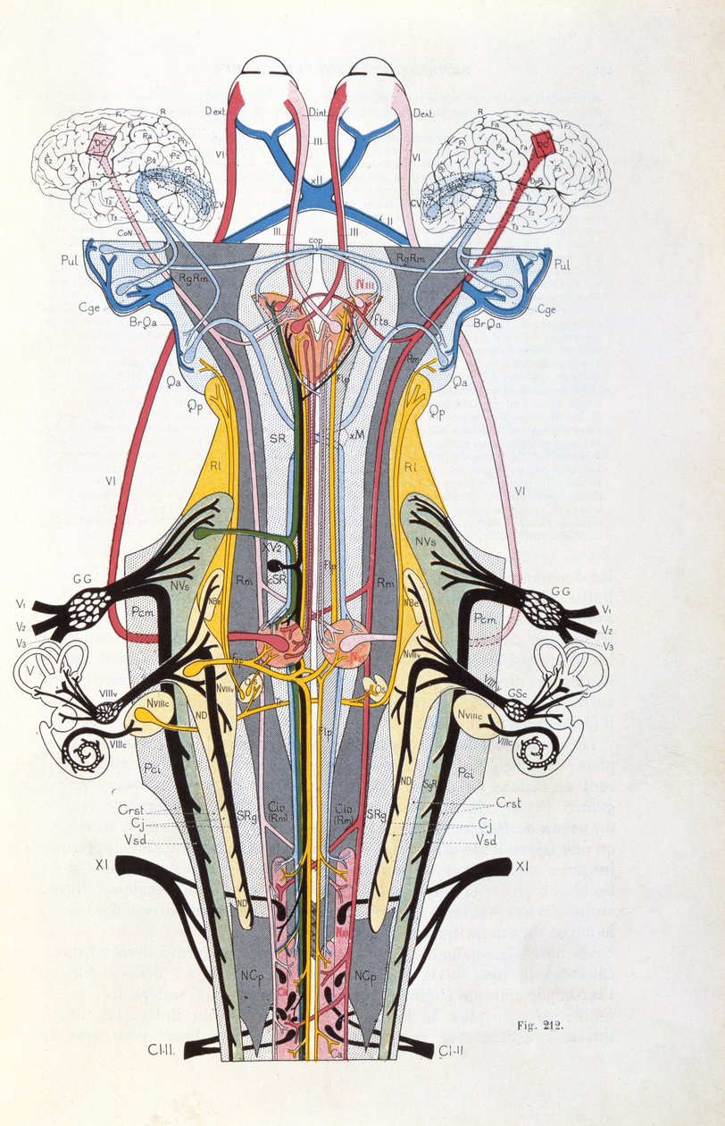 Fig. 212 fra Semiologie des Affections du Systeme Nervous av J. Dejerine, 1914 av French School