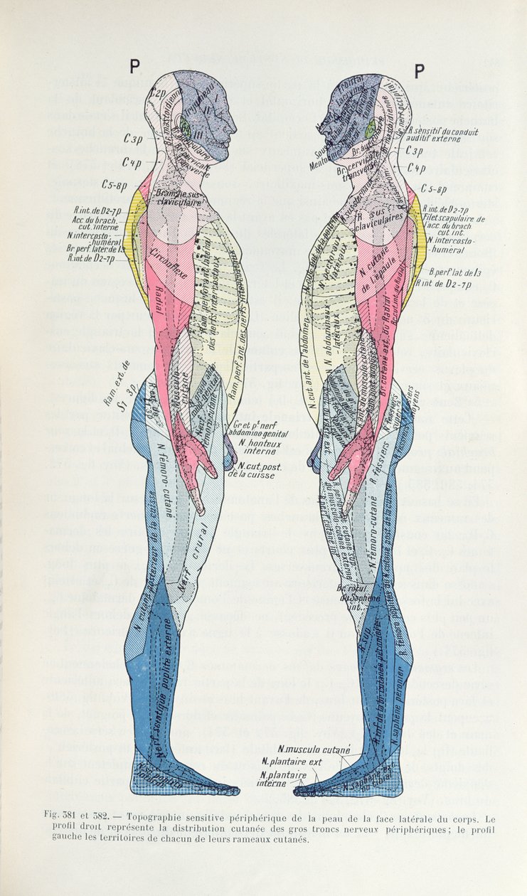 Fig. 381 & 382 Nervesystemet, fra Semiologie des Affections du System Nerveux av J. Dejerine, 1914 av French School