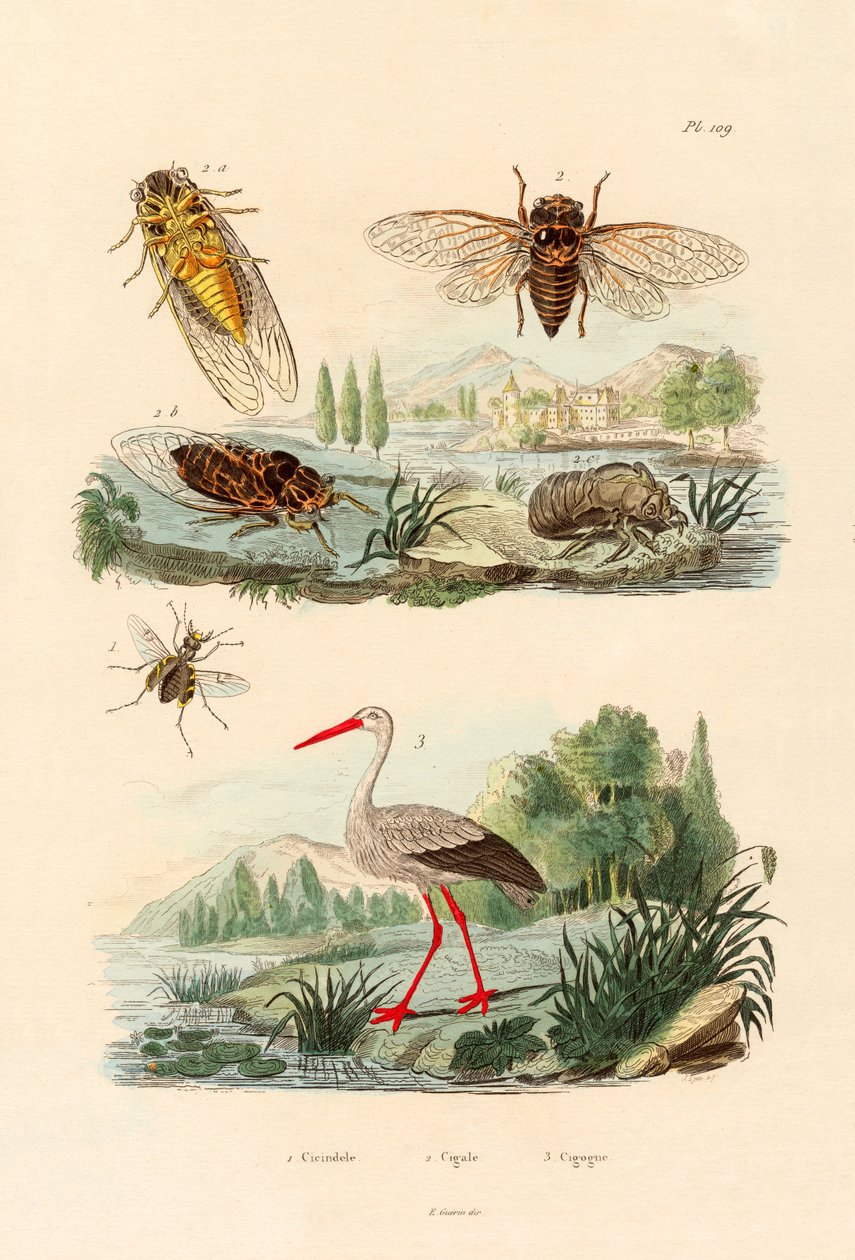 Firefly, 1833-39 av French School