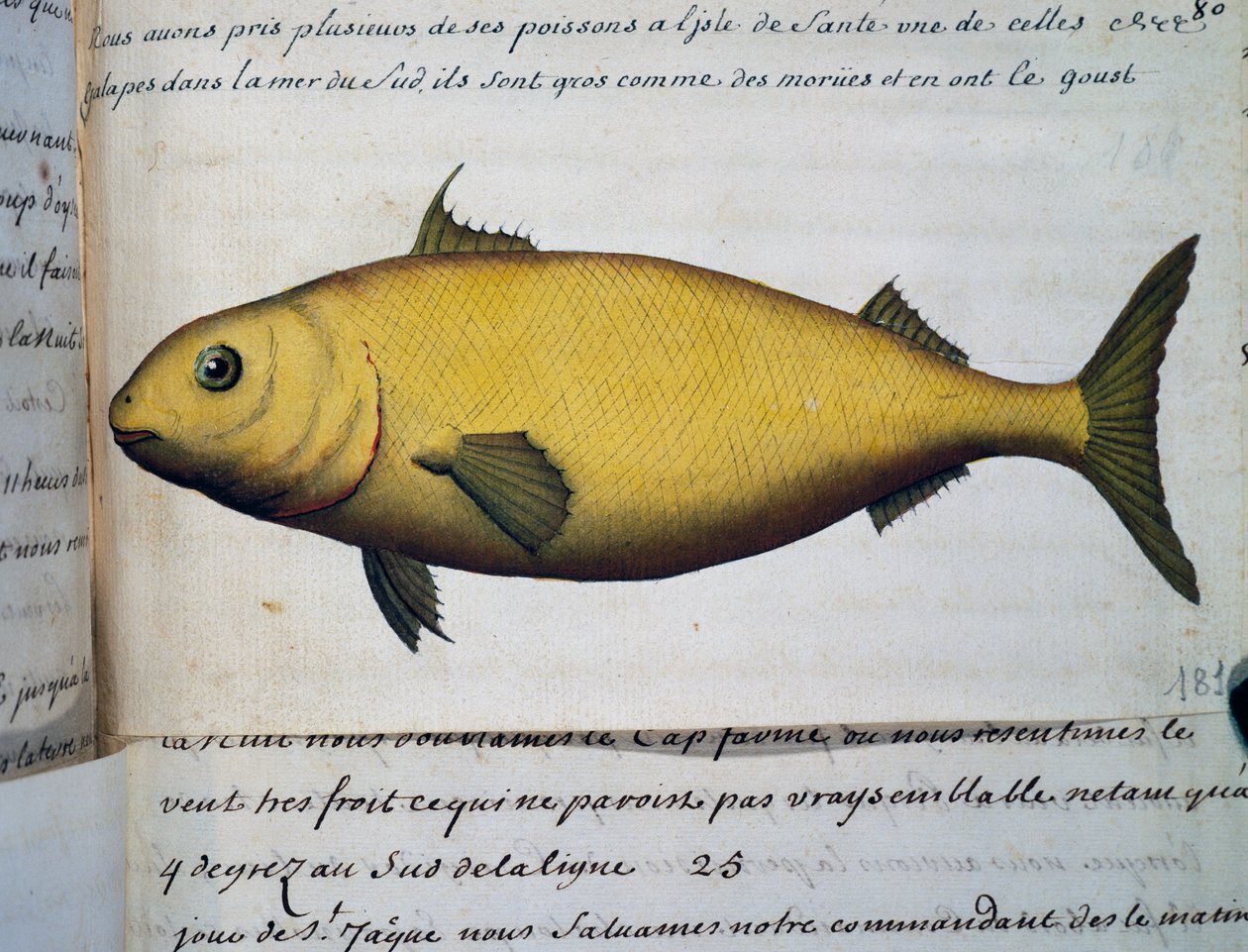 Fisk så stor som torsk, Isle De La Sante, akvarell fra loggbok av Jacques Gouin de Beauchesne (1652-1730), kaptein på Compagnie royale de la Mer du Sud, fra 1698 til 1701, Frankrike av French School