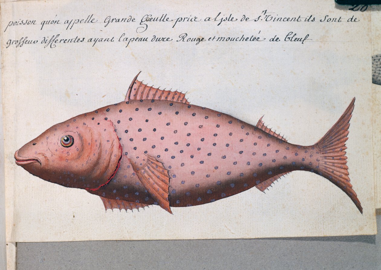Fisk kalt Big Mouth, Sao Vicente-øya, Kapp Verde, akvarell fra loggbok av Jacques Gouin de Beauchesne (1652-1730), kaptein for Compagnie royale de la Mer du Sud, fra 1698 til 1701, Frankrike av French School