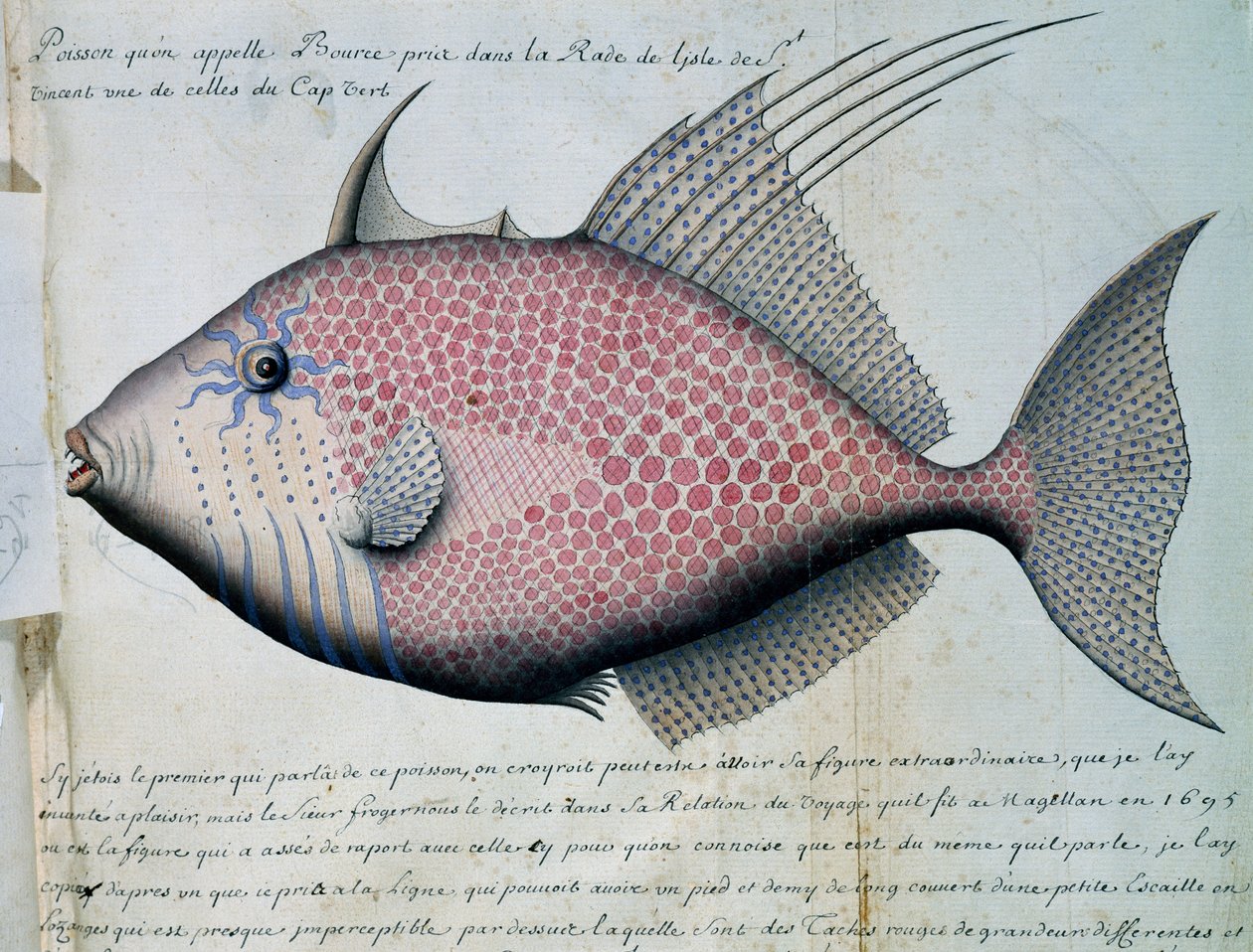 Fisk kalt Bource, Sao Vicente-øya, Kapp Verde, akvarell fra loggbok av Jacques Gouin de Beauchesne (1652-1730), kaptein for Compagnie royale de la Mer du Sud, fra 1698 til 1701, Frankrike av French School
