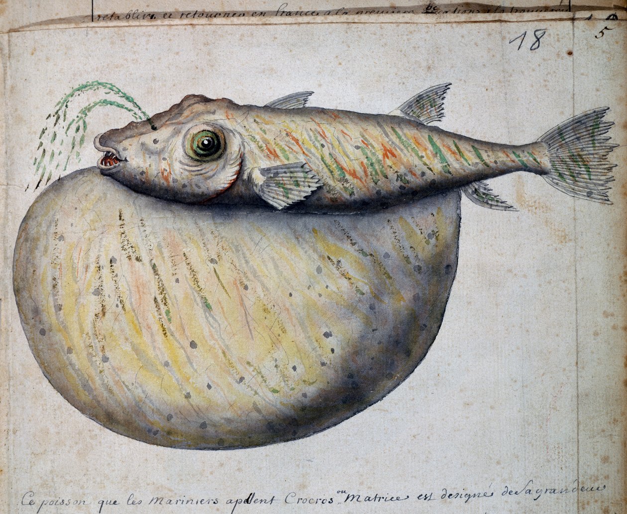 Fisk kalt Crocros, Sao Vicente-øya, Kapp Verde, akvarell fra loggbok av Jacques Gouin de Beauchesne (1652-1730), kaptein for Compagnie royale de la Mer du Sud, fra 1698 til 1701, Frankrike av French School